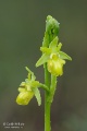 Ophrys_sphegodes_16